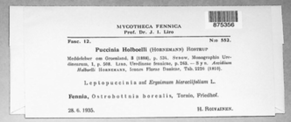 Puccinia holboelli image